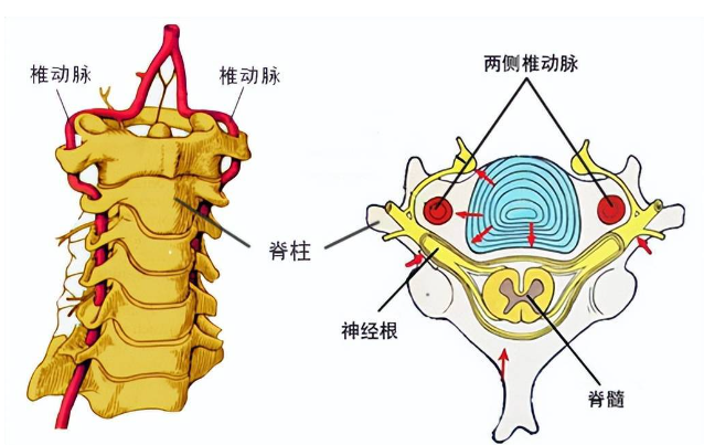 邵陽(yáng)創(chuàng  )傷骨科,邵陽(yáng)風(fēng)濕病區,邵陽(yáng)骨質(zhì)增生,邵陽(yáng)關(guān)節病區,邵陽(yáng)頸椎病區