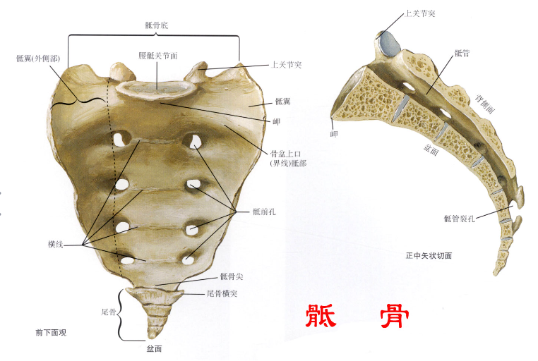 邵陽(yáng)創(chuàng  )傷骨科,邵陽(yáng)風(fēng)濕病區,邵陽(yáng)骨質(zhì)增生,邵陽(yáng)關(guān)節病區,邵陽(yáng)頸椎病區